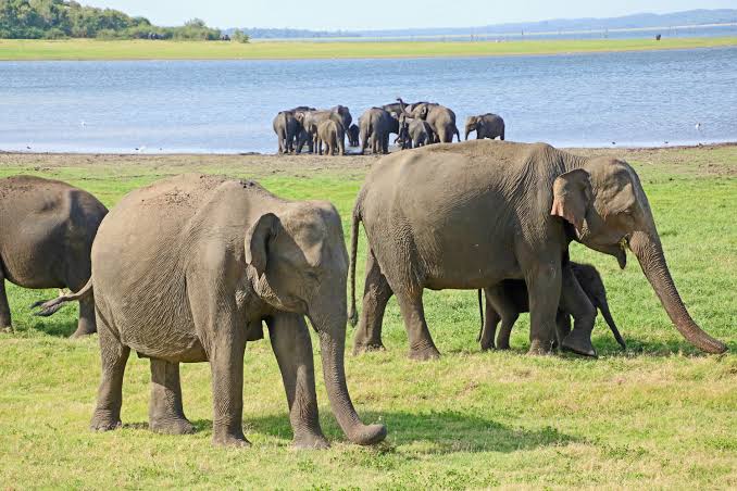 Wild Elephant Gathering & Lake Herds